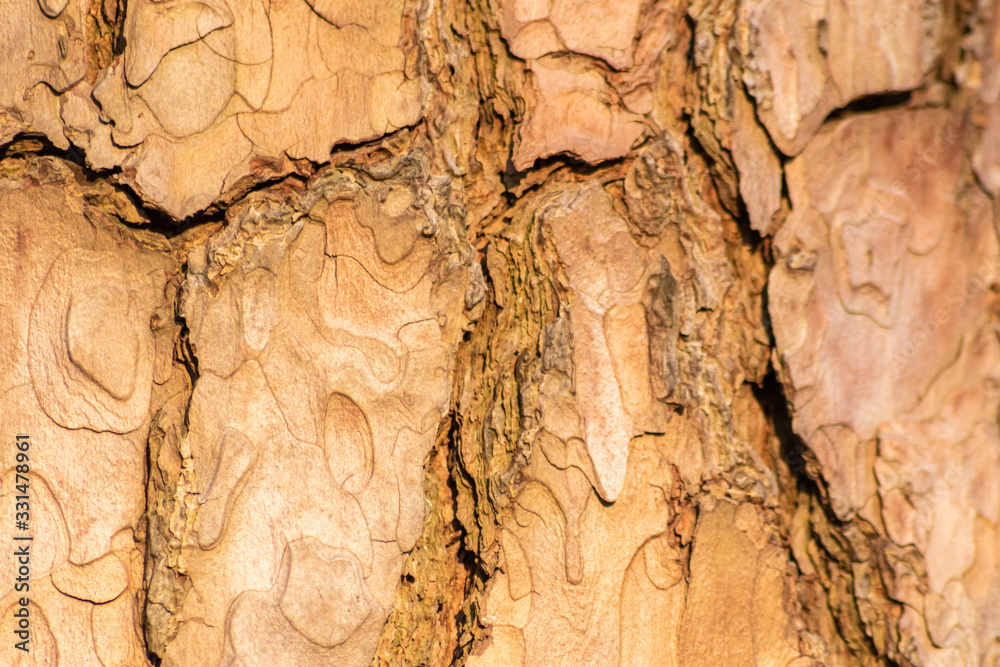 Rauhe Baumrinde bildet einen schönen natürlichen und ökologisch nachhaltigen Hintergrund für Umweltthemen und alles rund um Forstwirtschaft, Holzverarbeitung und Holzveredelung Rauhe Baumrinde bildet einen schönen natürlichen und ökologisch nachhaltigen Hintergrund für Umweltthemen und alles rund um Forstwirtschaft, Holzverarbeitung und Holzveredelung
