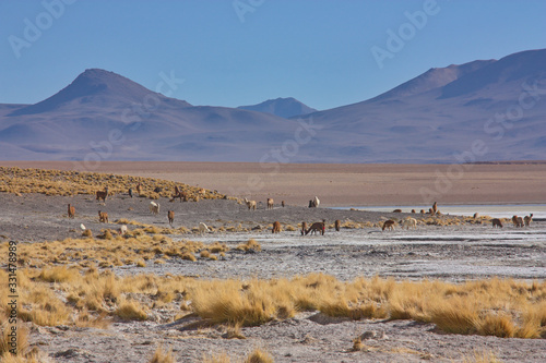 a herd of alpacas graze on a high plateau in the Bolivian Andes