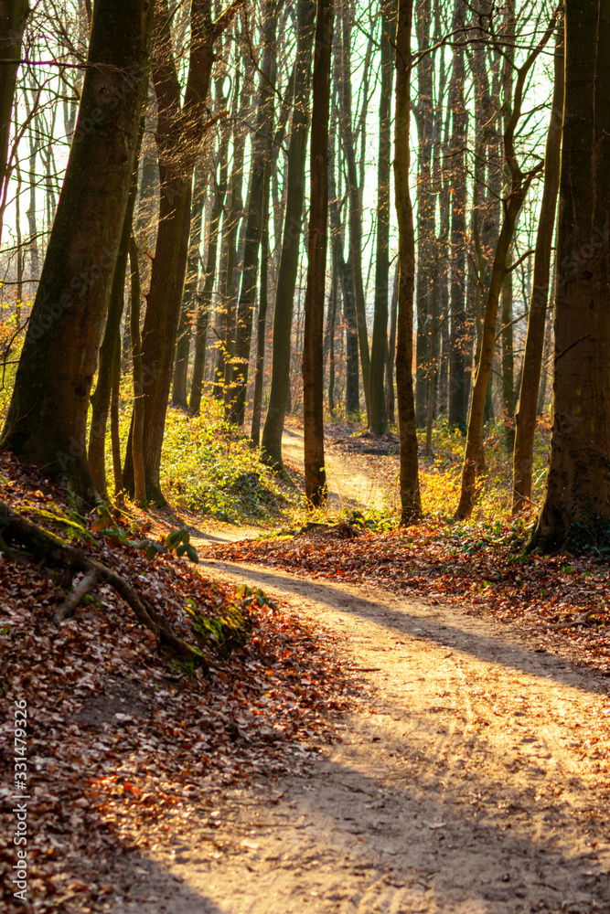 Frühlingshafter Wald in der Abendsonne mit buntem Laub auf dem Waldboden lädt zum Wandern und Spaziergang mit der Familie auf Waldwegen und natürlichen Pfaden ein, baut Stress ab für Gesundheit Frühlingshafter Wald in der Abendsonne mit buntem Laub auf dem Waldboden lädt zum Wandern und Spaziergang mit der Familie auf Waldwegen und natürlichen Pfaden ein, baut Stress ab für Gesundheit