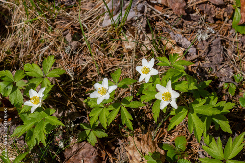 White spring flowers - wood Anemone (Anemone nemorosa) in natural growth conditions in the wild.