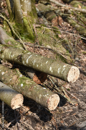 bois chauffage couper nature environnement planete