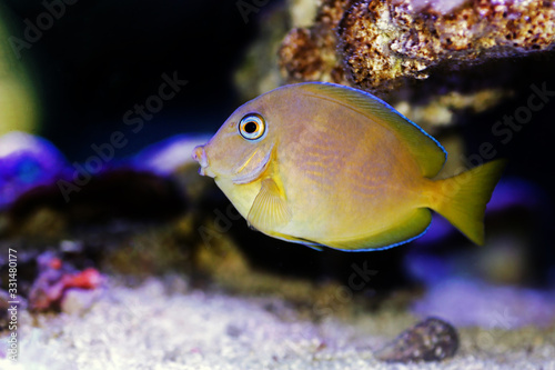 Blue (yellow juvenile) Atlantic ocean surgeonfish tang - Acanthurus coeruleus