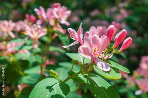 Dense green branches of honeysuckle with pink flowers and buds on a bright sunny day. Flowering shrub. Selective focus. Space for text.