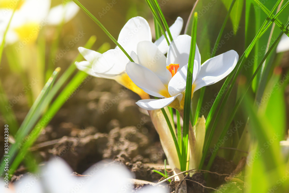 Close-up of blooming spring flowering plant of the Iridaceae family, white crocuses, on natural background on a sunny day. Soft selective focus Close-up of blooming spring flowering plant of the Iridaceae family, white crocuses, on natural background on a sunny day. Soft selective focus