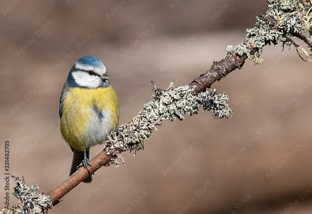 Obraz premium Blue tit drink water and sitting on branch