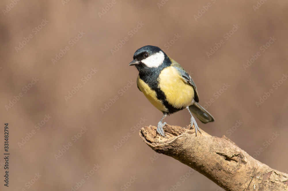 Great Tit feeding and drinking in garden Great Tit feeding and drinking in garden