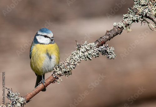 Blue tit drink water and sitting on branch