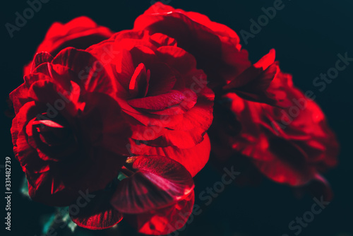 Floral dark moody background with red flowers