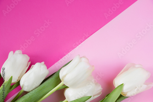 Fototapeta Naklejka Na Ścianę i Meble -  White tulips on pink background