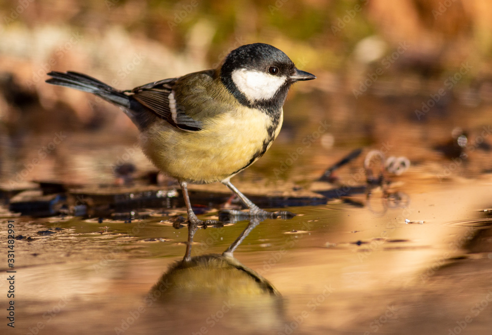 Naklejka premium Great Tit feeding and drinking in garden