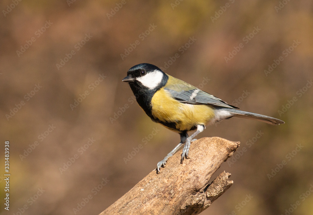 Great Tit feeding and drinking in garden