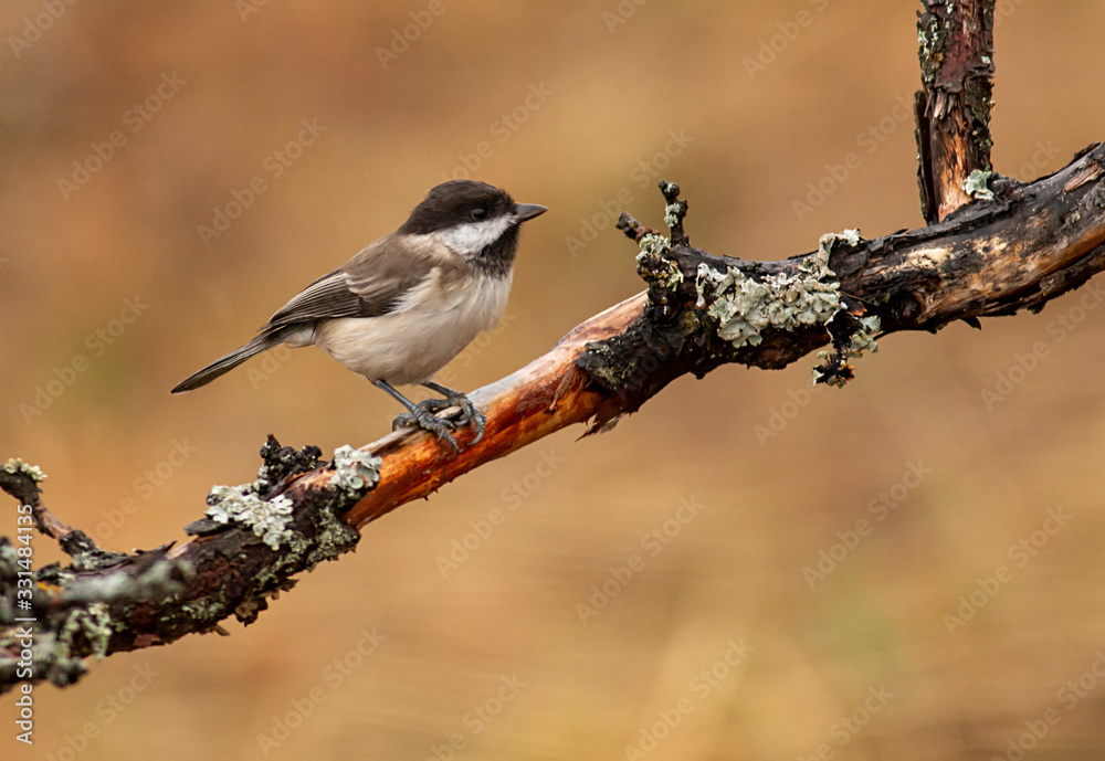 Obraz premium Sombre Tit on feeding station