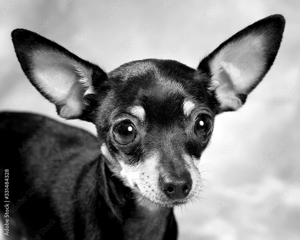 Russian toy terrier puppy, black and white