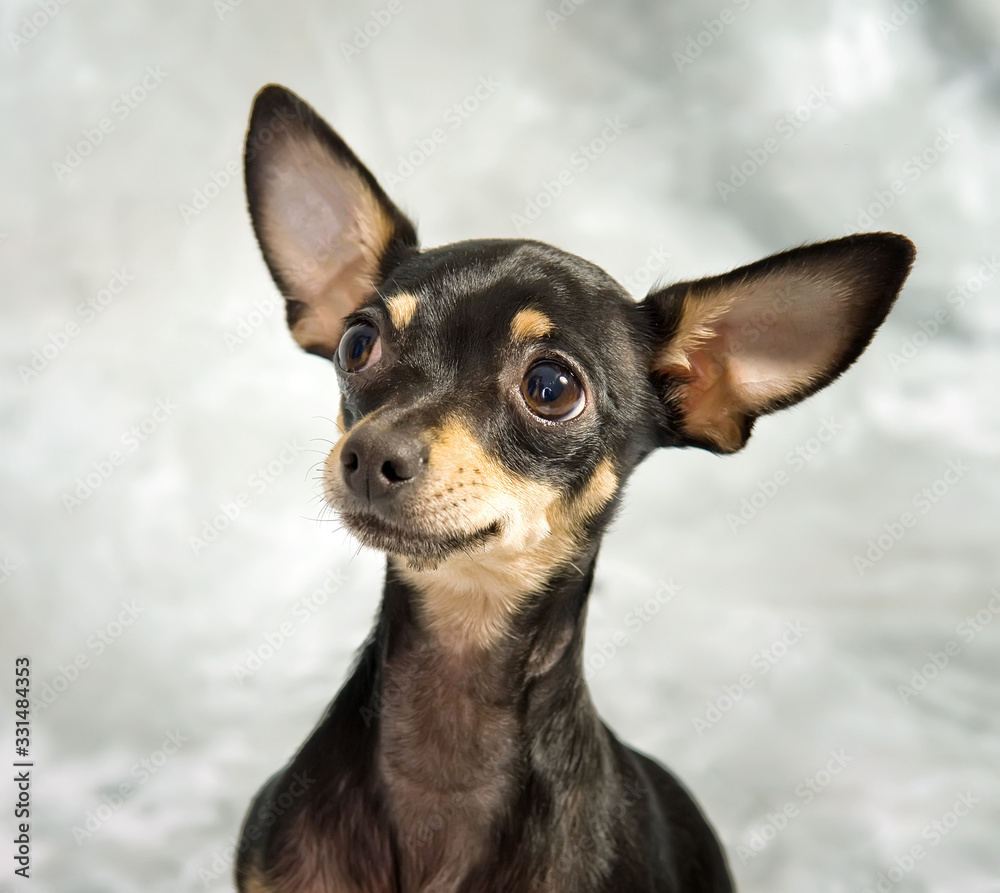 Russian toy terrier puppy on grey background