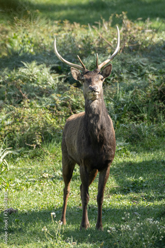 cerfs de Barbarie