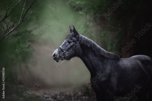 Obraz na plátně portrait of beautiful young grey trakehner mare horse standing in dark green for