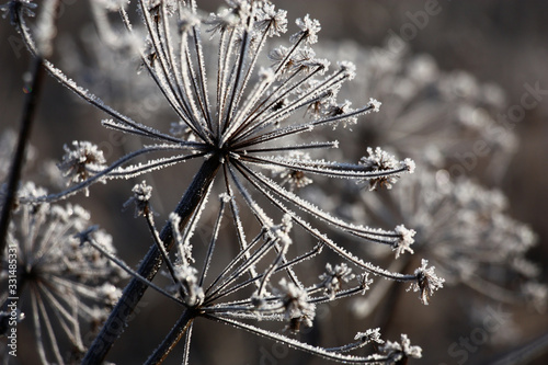 Dry inflorescences of a wild-growing plant in scintillating crystals of hoarfrost.