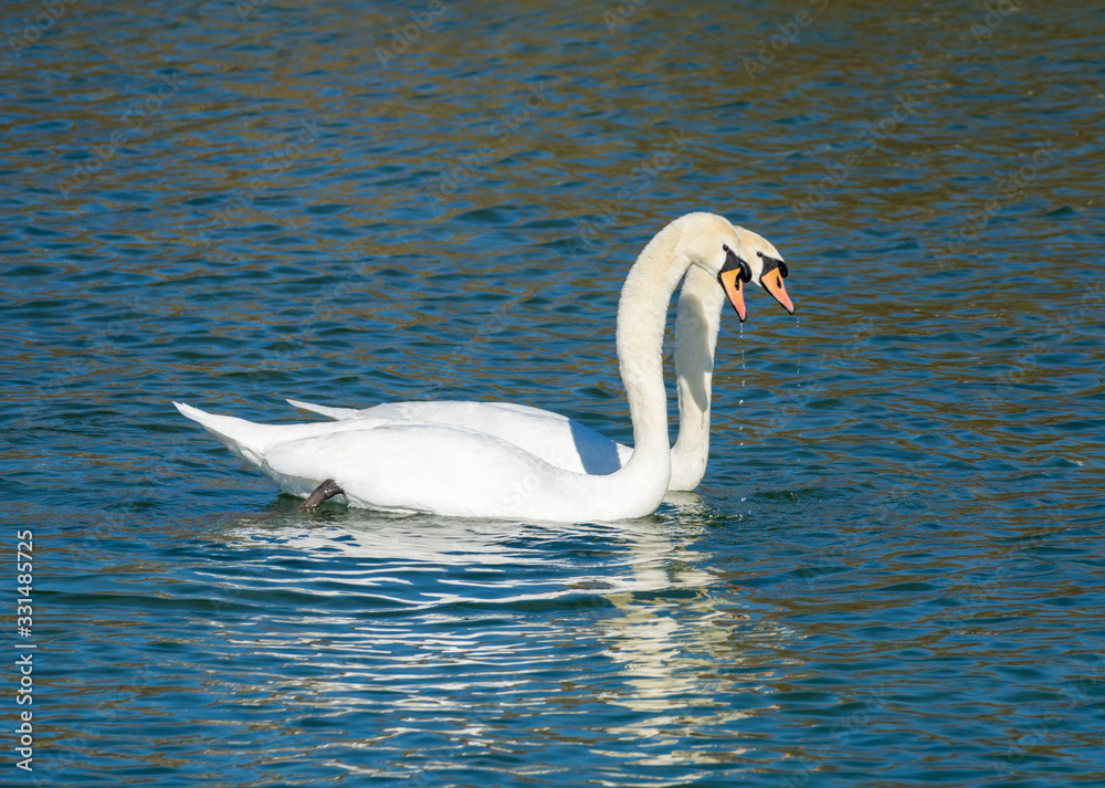 Synchronized dance of a swan couple preparing to breed on the shores of the Upper Zurich Lake (Obersee), Rapperswil, Switzerland Synchronized dance of a swan couple preparing to breed on the shores of the Upper Zurich Lake (Obersee), Rapperswil, Switzerland
