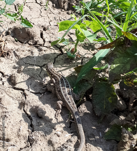 large gray lizard runs along the ground. photo