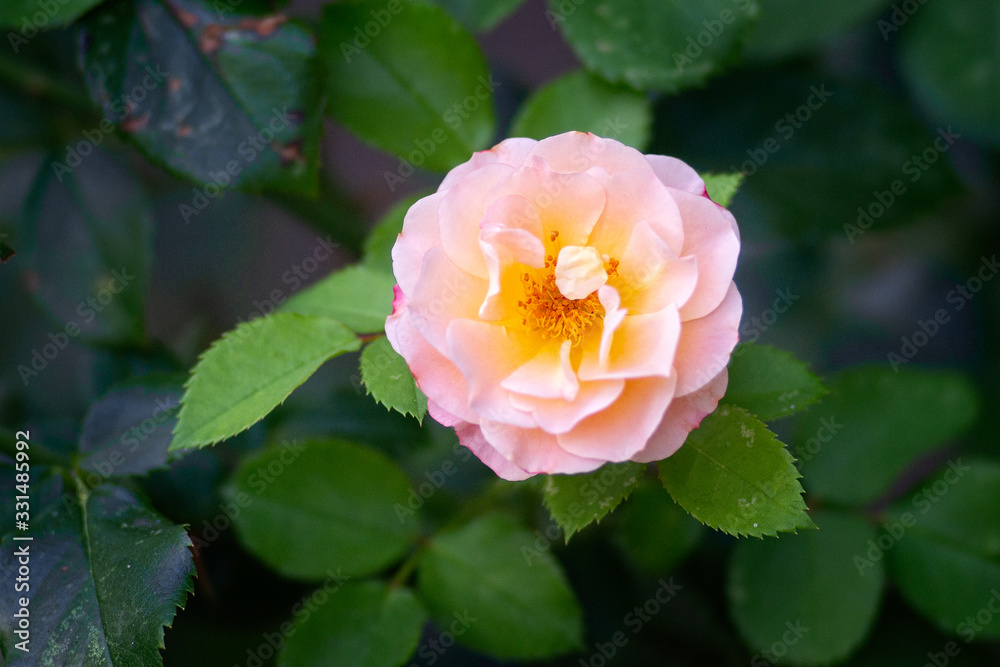 Yellow rose flower on a rosebush on a summer day. The floral décor or background for your project. Yellow rose flower on a rosebush on a summer day. The floral décor or background for your project.