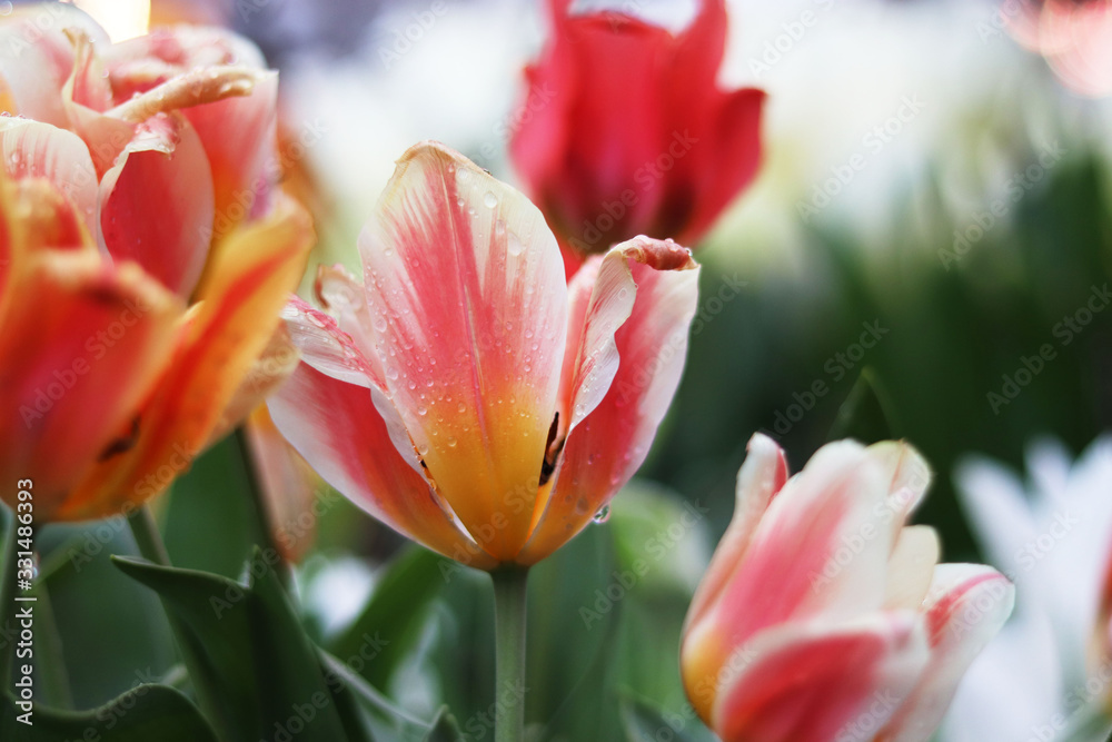 red flowers tulips close up