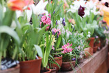spring flowers in pots in the store
