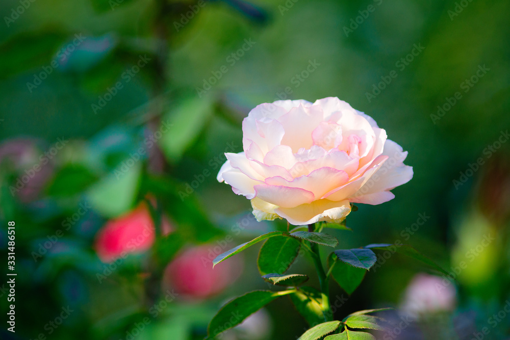 Beige or cream color rose flower on a rosebush in the garden on a sunny summer day. Floral décor or background for your project.