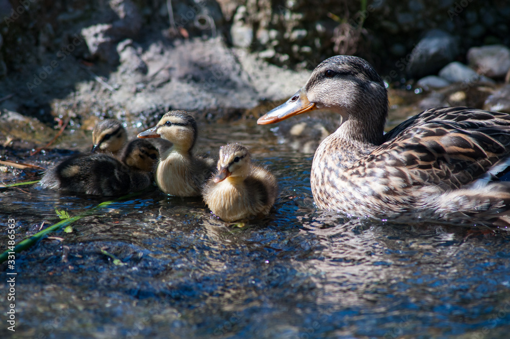 Mother with baby ducks in a pond Mother with baby ducks in a pond
