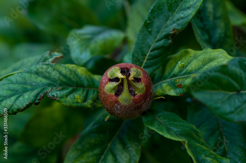 Close-up of a young apple fruit after flowering. Fruitlet stage. photo