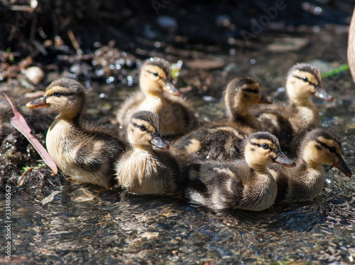 Baby duck chicks in a pond