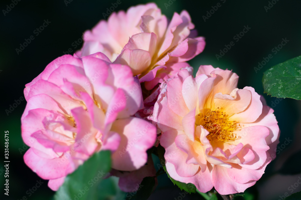 A bunch of pink rose flowers on a rosebush in the garden. The fragrant beauty of the summer season. Floral décor or background for your project.