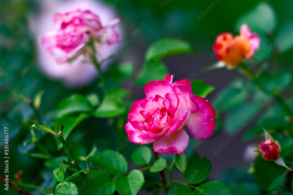 A bunch of pink rose flowers on a rosebush in the garden. The fragrant beauty of the summer season. Floral décor or background for your project.