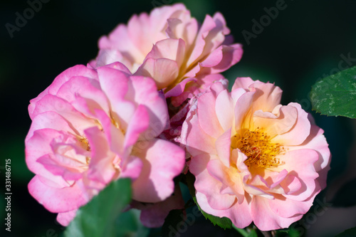 A bunch of pink rose flowers on a rosebush in the garden. The fragrant beauty of the summer season. Floral décor or background for your project.