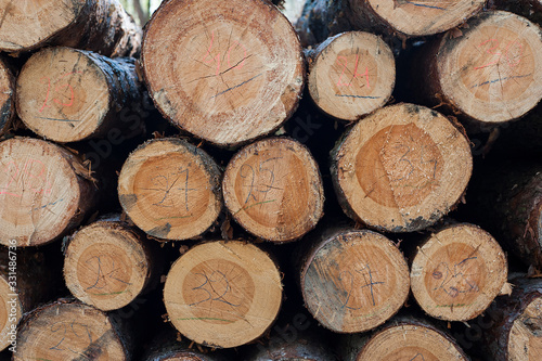 Piles of cut logs in the forest