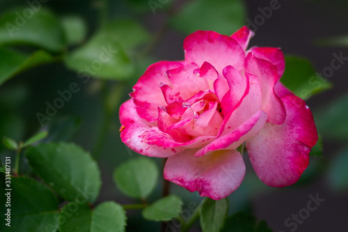 Pink rose flower on a rosebush in the garden. The beauty of the summer season. Floral d  cor or background for your project.