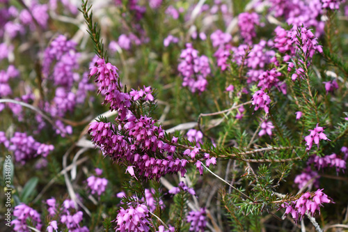  Erica carnea, Scjmeeheide