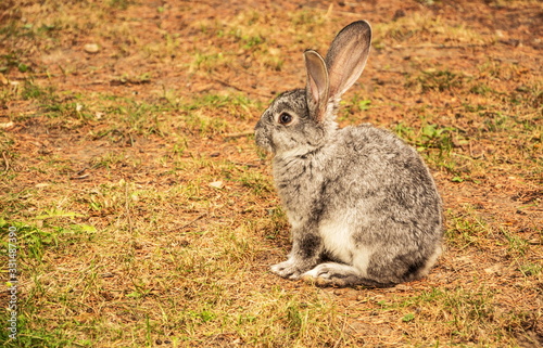 Little cute fluffy gray rabbit