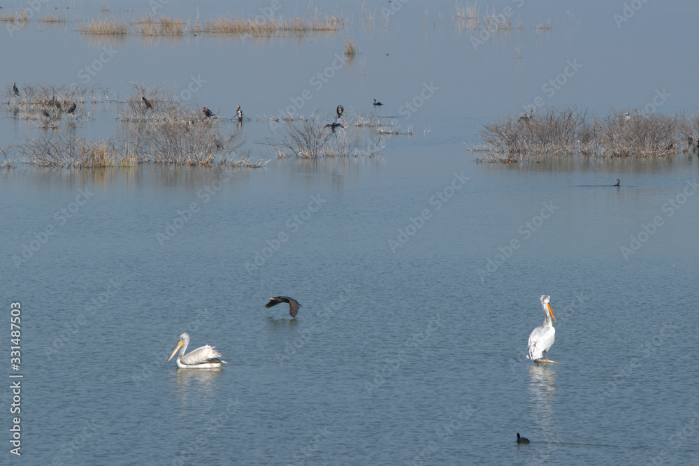 Lake Karla , Greece , wild flora and fauna, in a protected ecological environment