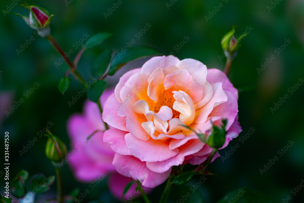 Pink rose flower on a rosebush in the garden. The beauty of the summer season. Floral décor or background for your project. Pink rose flower on a rosebush in the garden. The beauty of the summer season. Floral décor or background for your project.