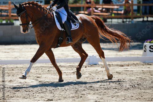 Close-up of dressage horse with dressage on a dressage tournament in a trot.