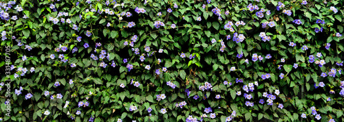 green surface of plants and leaves with purple petunia flowers in spring - horizontal floral wall background for a banner or a wallpaper