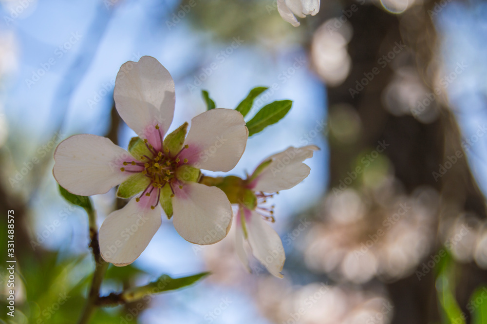 Obraz premium almond blossom closeup view with blur background