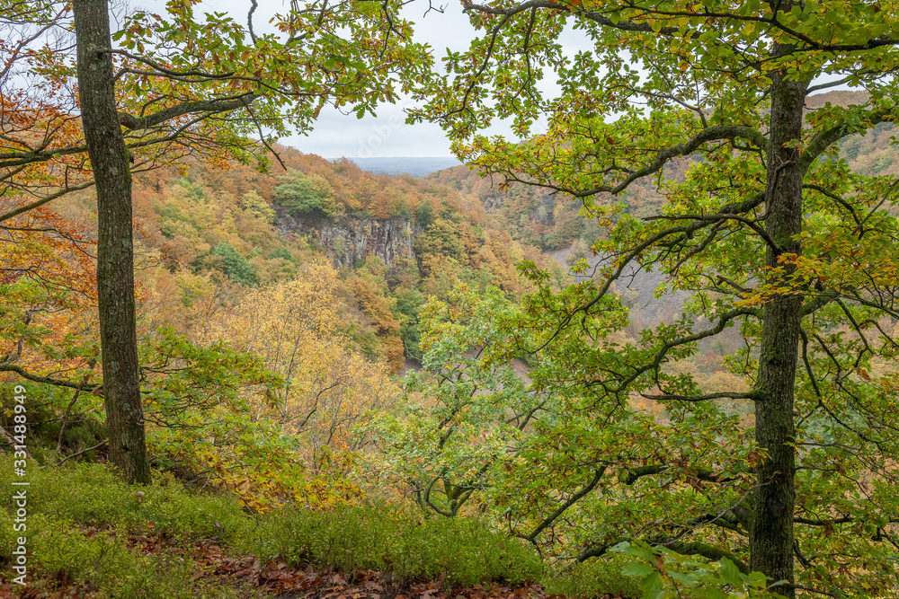 Scenic view of a beech wood in spring Scenic view of a beech wood in spring