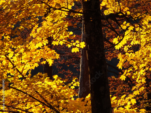 gelber Baum im Herbst