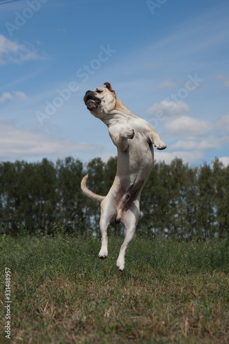 Cadebo dog jumping up in the summer on the nature