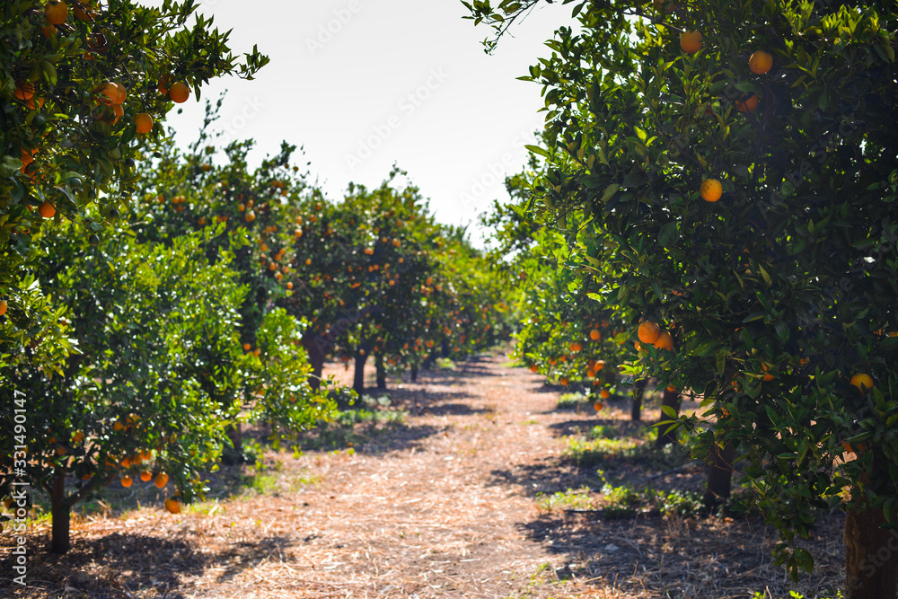 orange tree with fruits, beautigul drove of orange. Ripe organic oranges hanging from an orange tree. orange tree with fruits, beautigul drove of orange. Ripe organic oranges hanging from an orange tree.