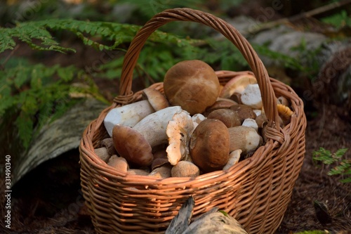 Picking mushrooms in the forest