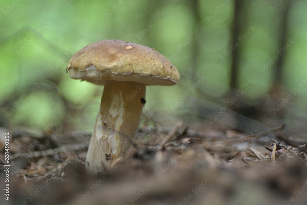 Fototapeta premium Picking mushrooms in the forest