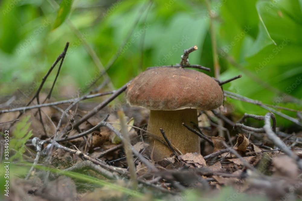 Picking mushrooms in the forest Picking mushrooms in the forest