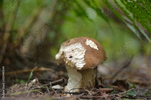 Picking mushrooms in the forest